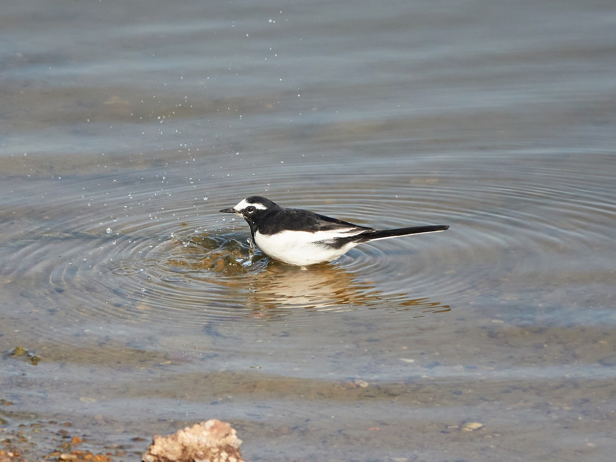Japanese Wagtail - ML646890227
