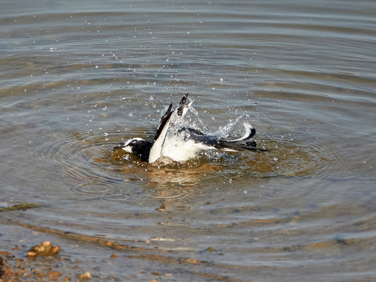 Japanese Wagtail - ML646890228