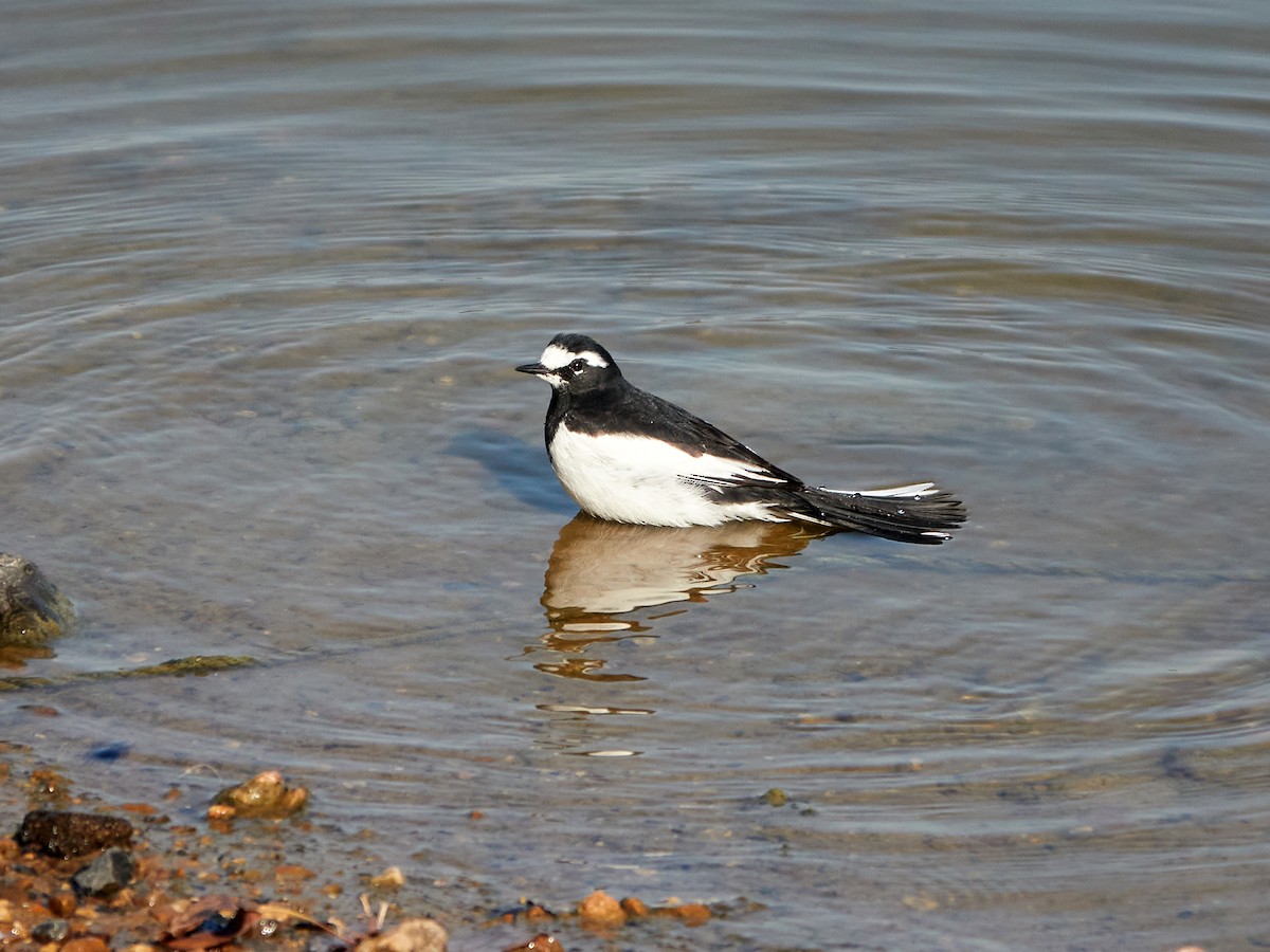 Japanese Wagtail - ML646890229