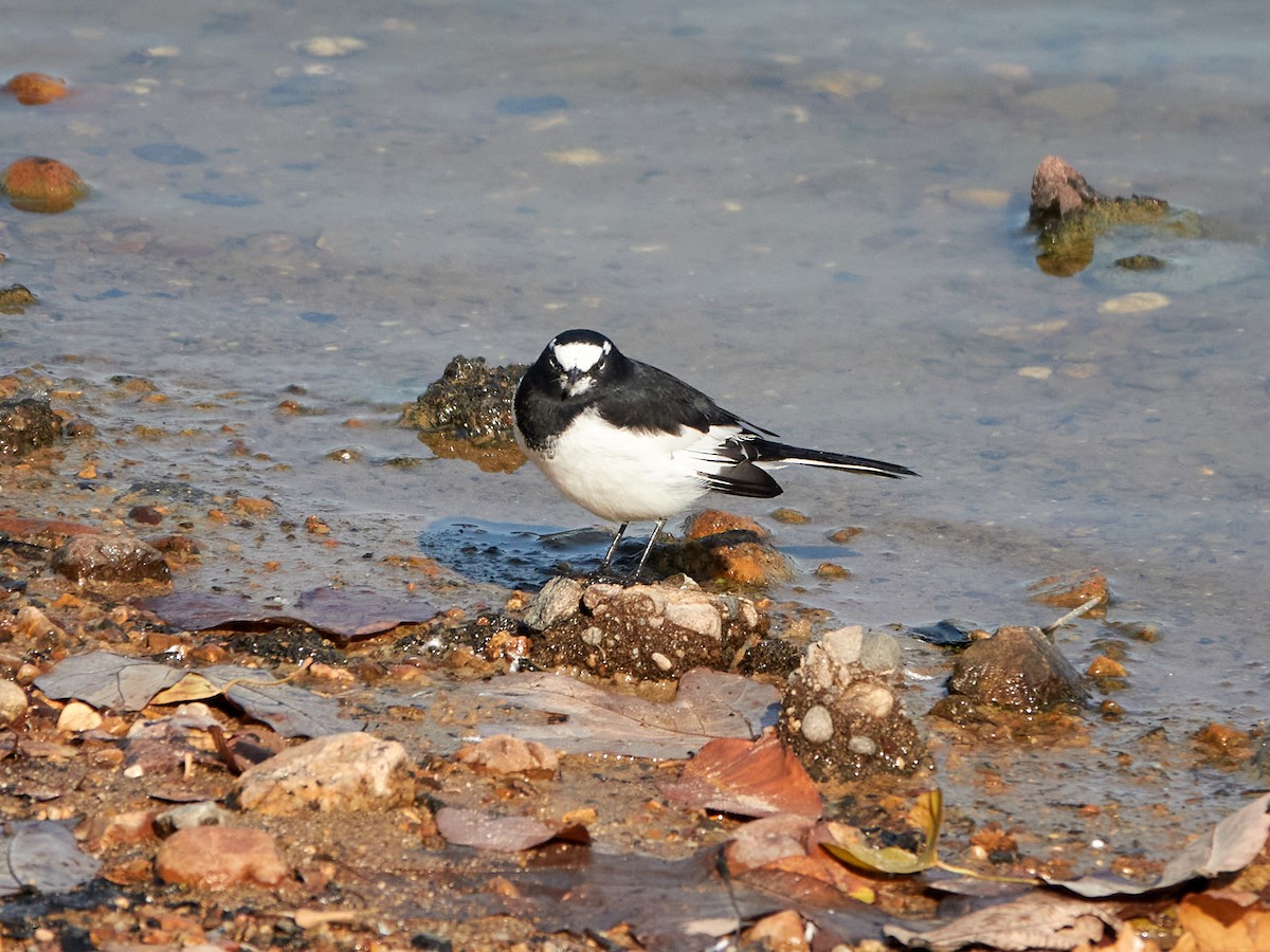 Japanese Wagtail - ML646890230