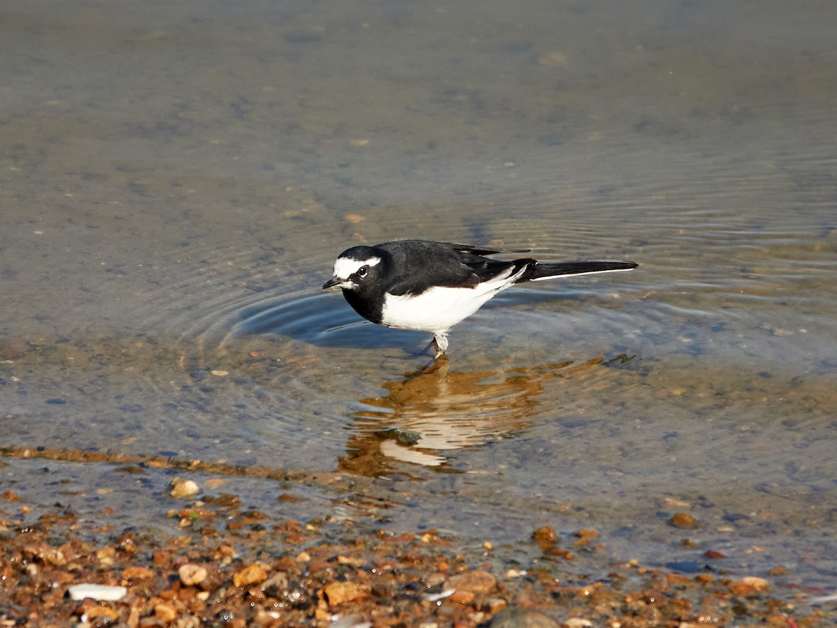 Japanese Wagtail - ML646890231