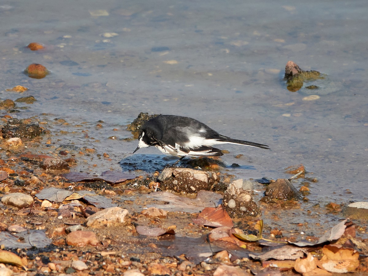 Japanese Wagtail - ML646890232
