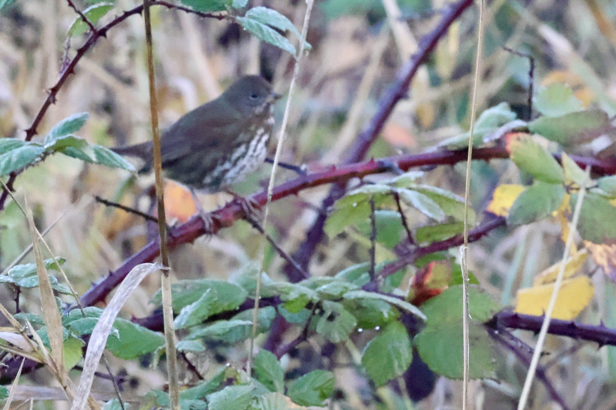 Fox Sparrow - ML646890233