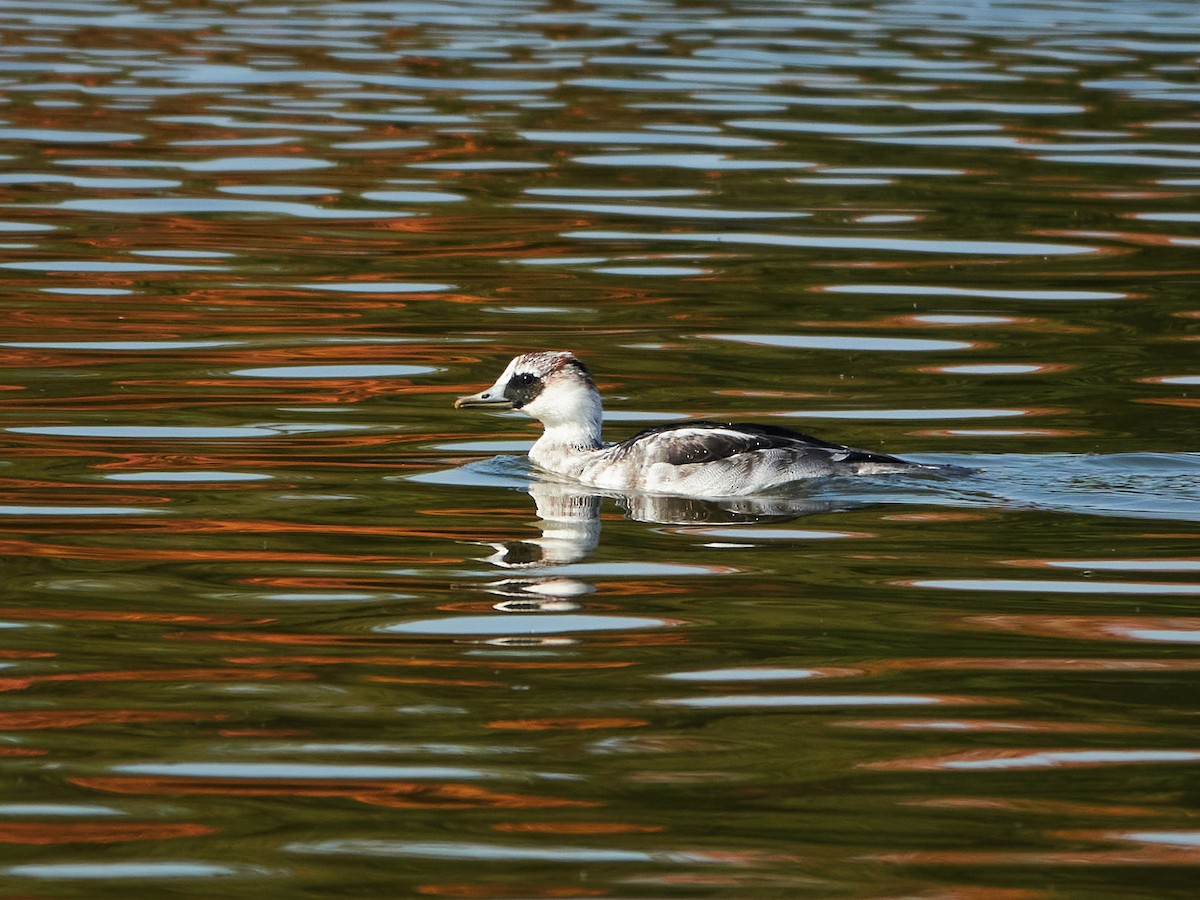 Smew - ML646890234