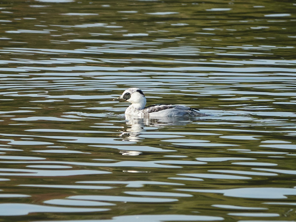 Smew - ML646890235