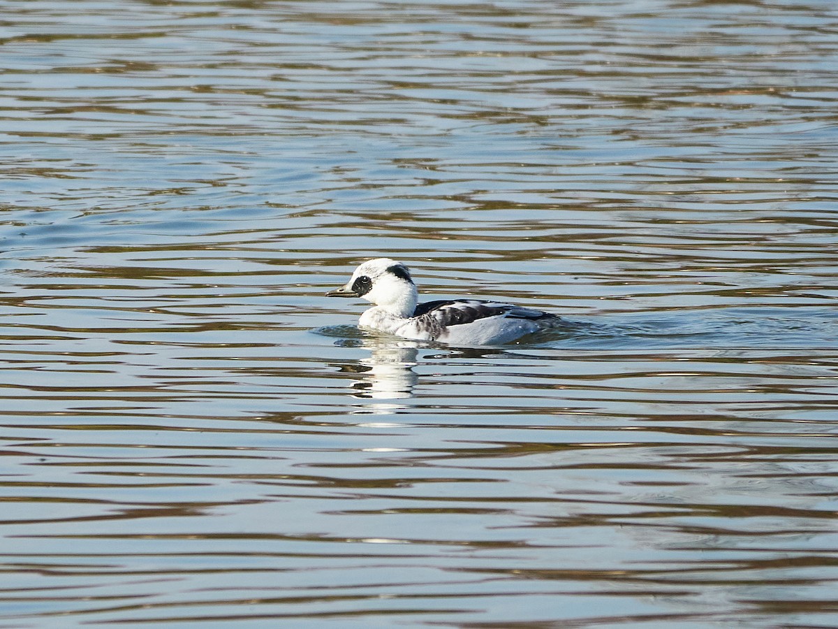 Smew - ML646890236