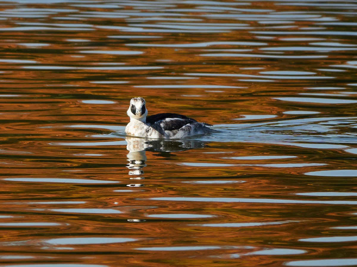 Smew - ML646890237