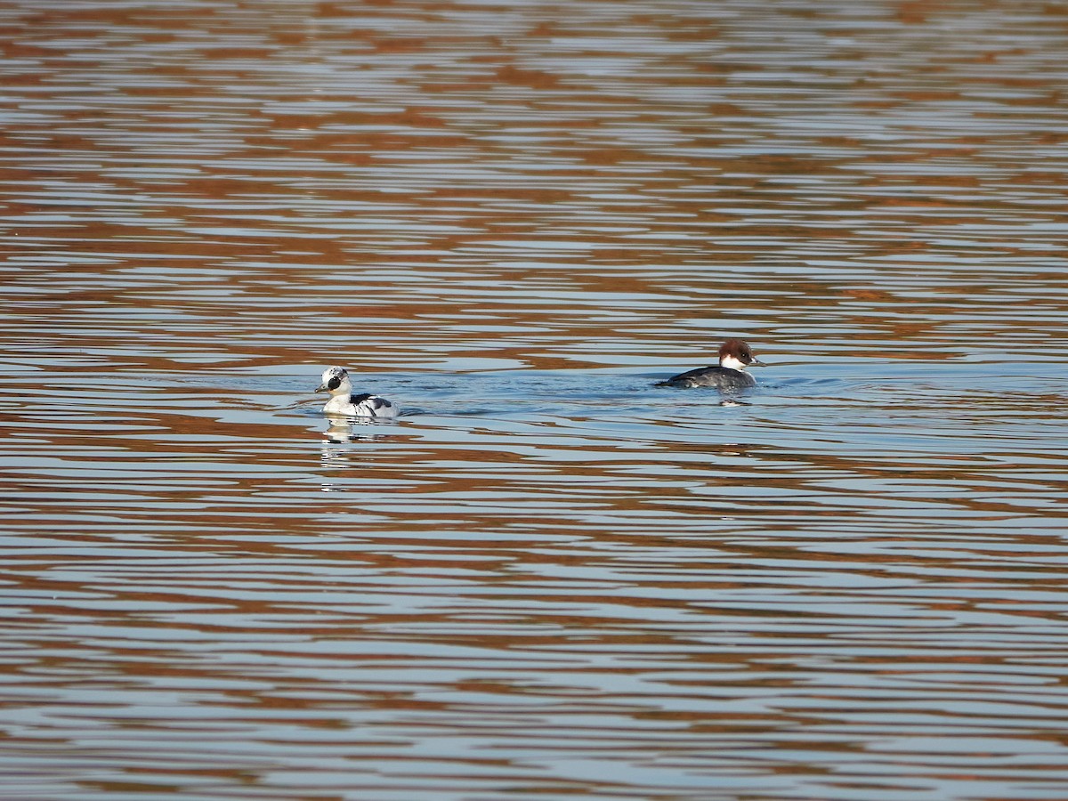 Smew - ML646890238