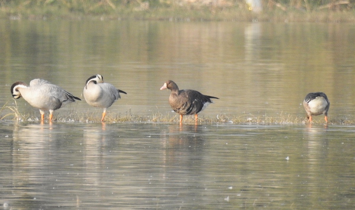 Greater White-fronted Goose - ML646890239
