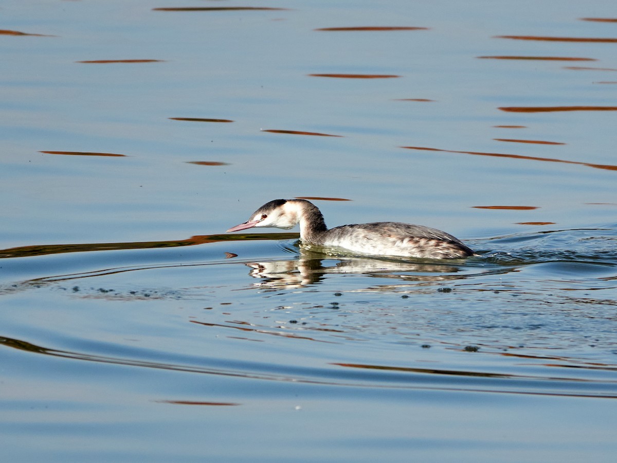 Great Crested Grebe - ML646890245