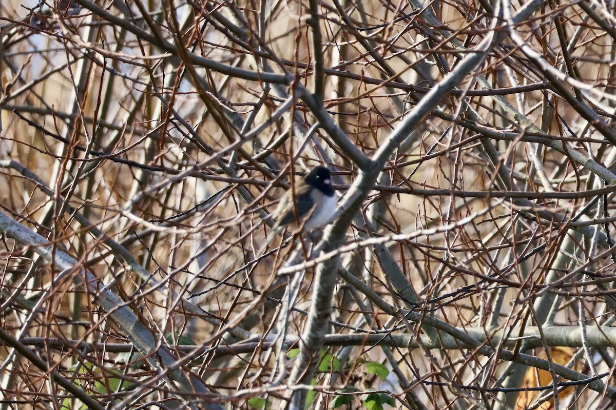 Dark-eyed Junco - ML646890246