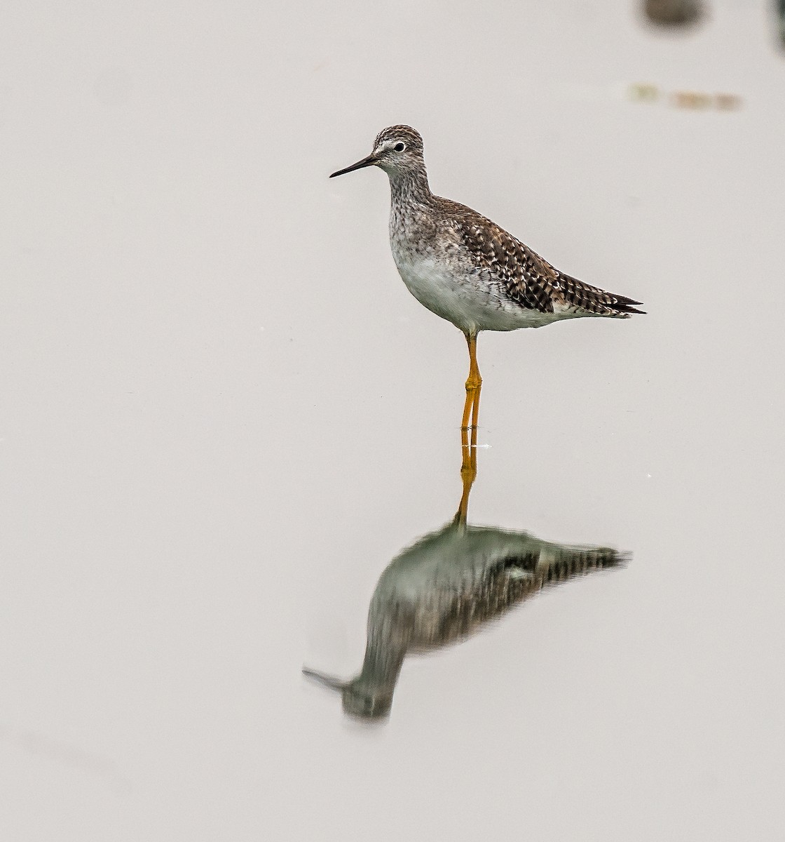 Gelbschenkel - ML646890247