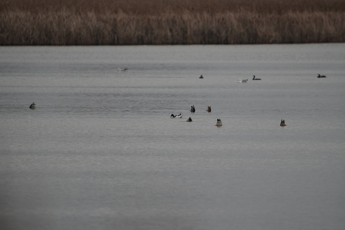 Common Shelduck - ML646890248