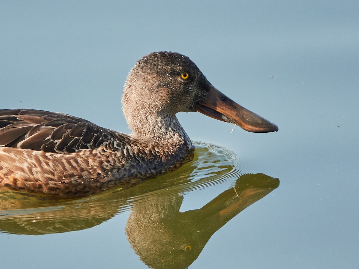 Northern Shoveler - ML646890250