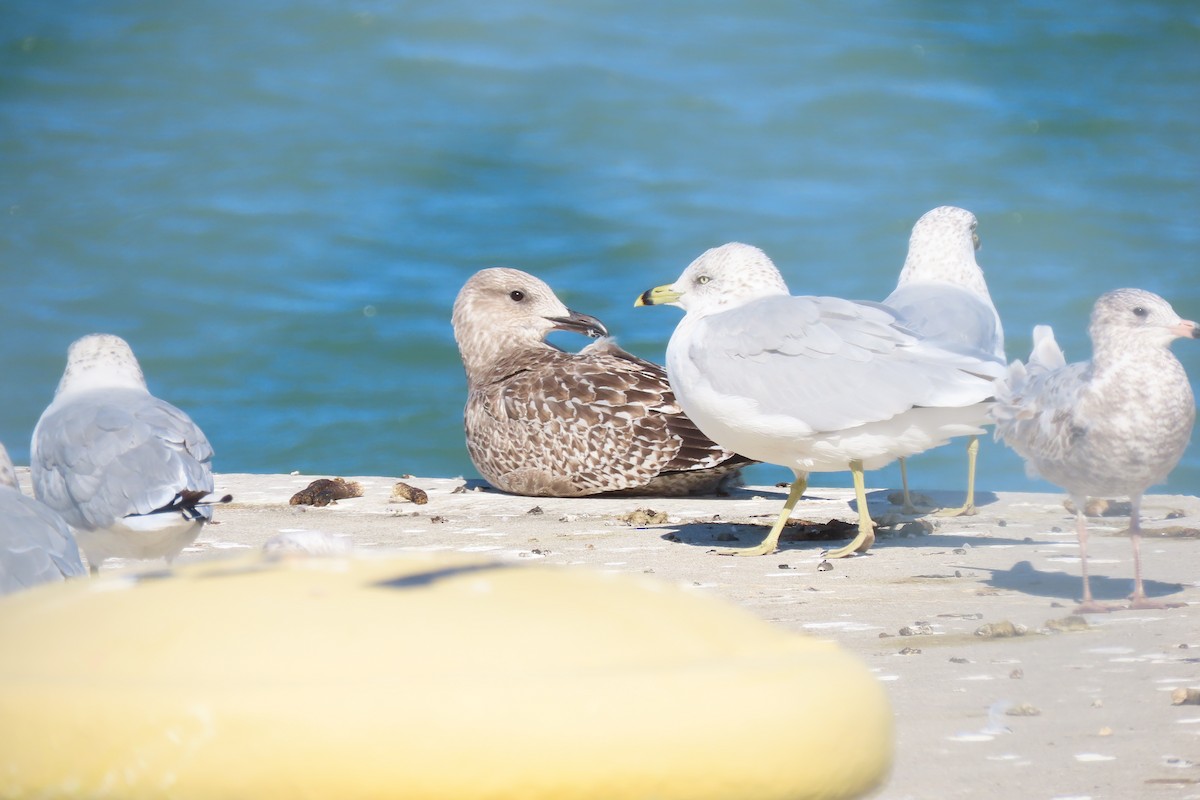 ringnebbmåke - ML646890252