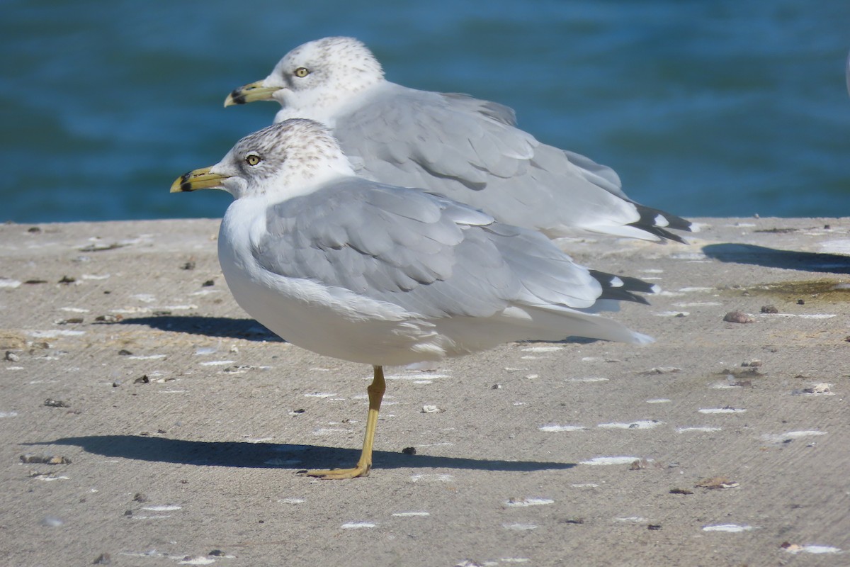 Делавэрская чайка - ML646890253