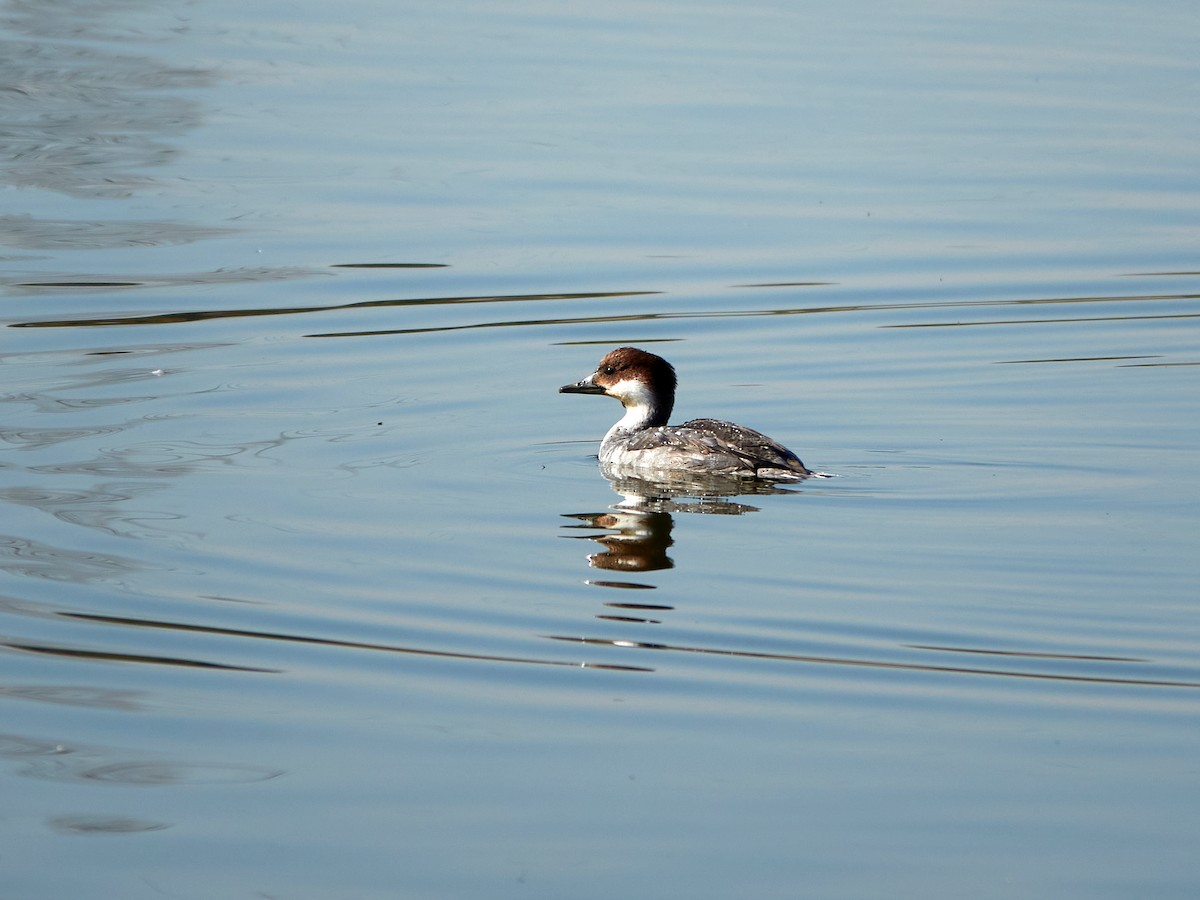 Smew - ML646890255