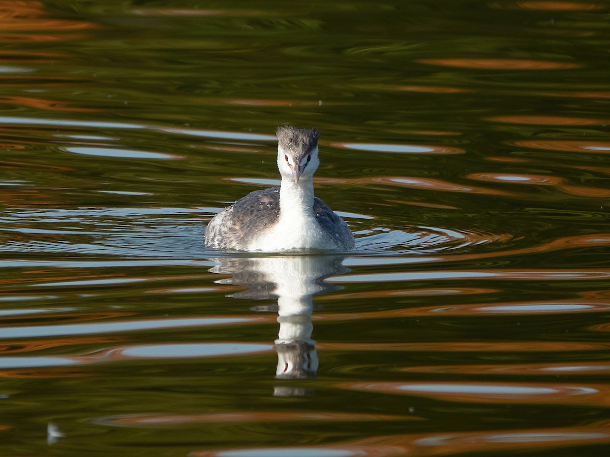 Great Crested Grebe - ML646890256