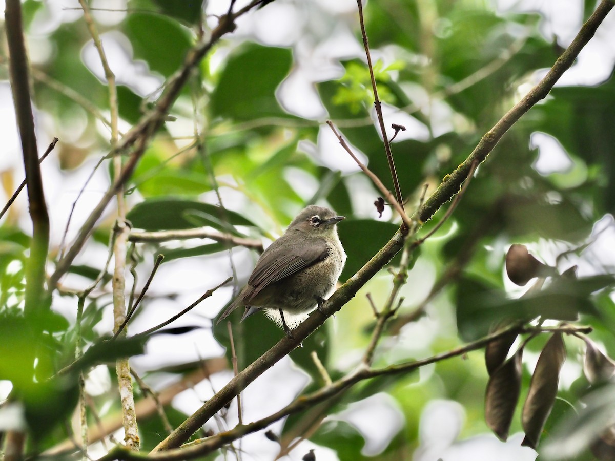 Seychelles White-eye - ML646890257