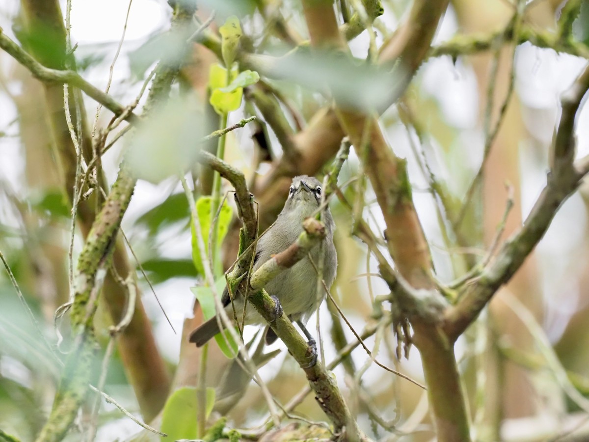 Seychelles White-eye - ML646890258