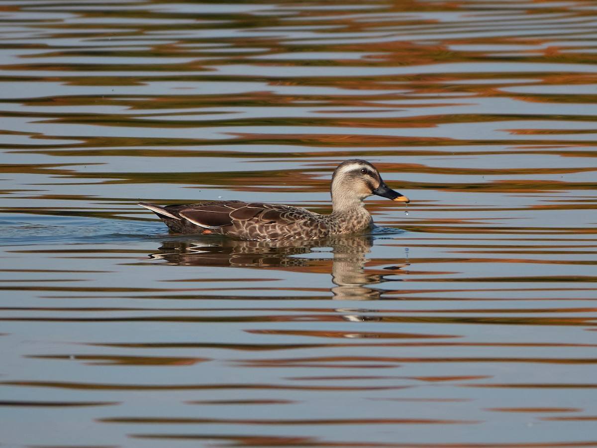 Eastern Spot-billed Duck - ML646890259