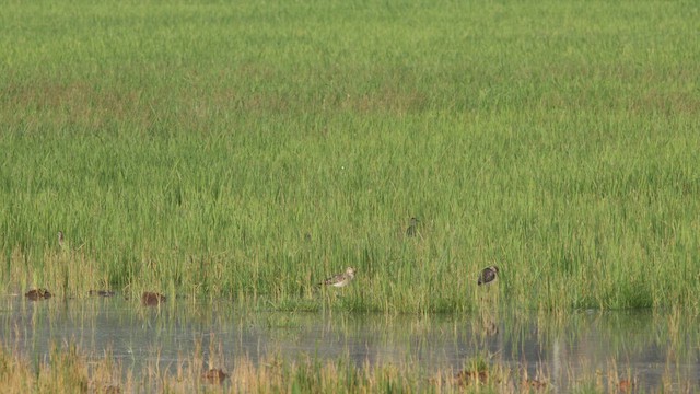 Шугуйн хөгчүү - ML646890260