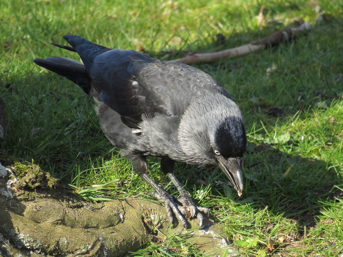 Eurasian Jackdaw - ML646890263