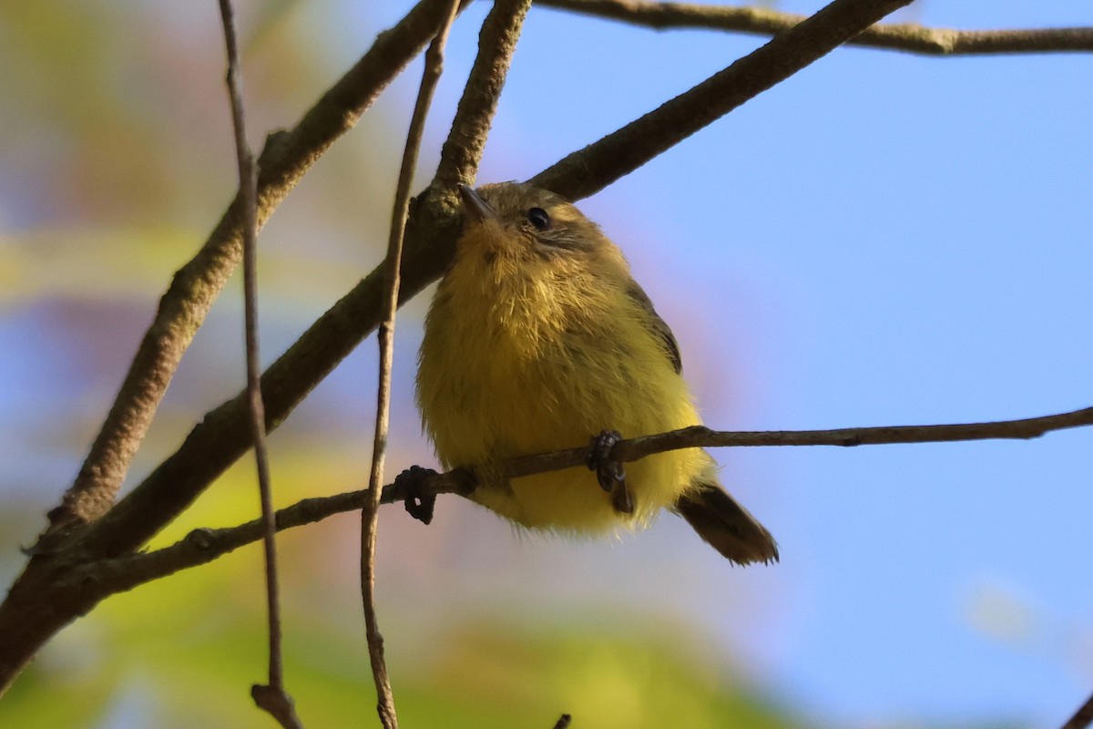 Yellow Thornbill - ML646890264