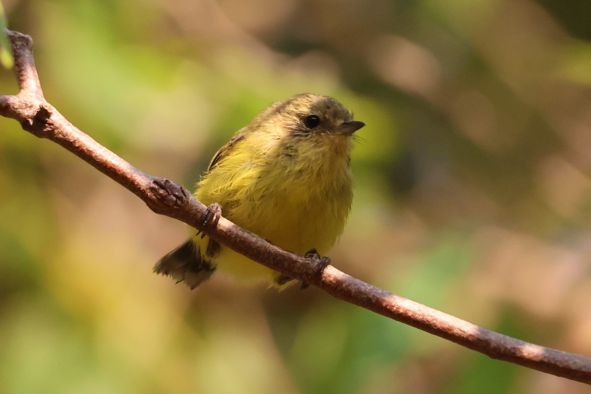 Yellow Thornbill - ML646890265