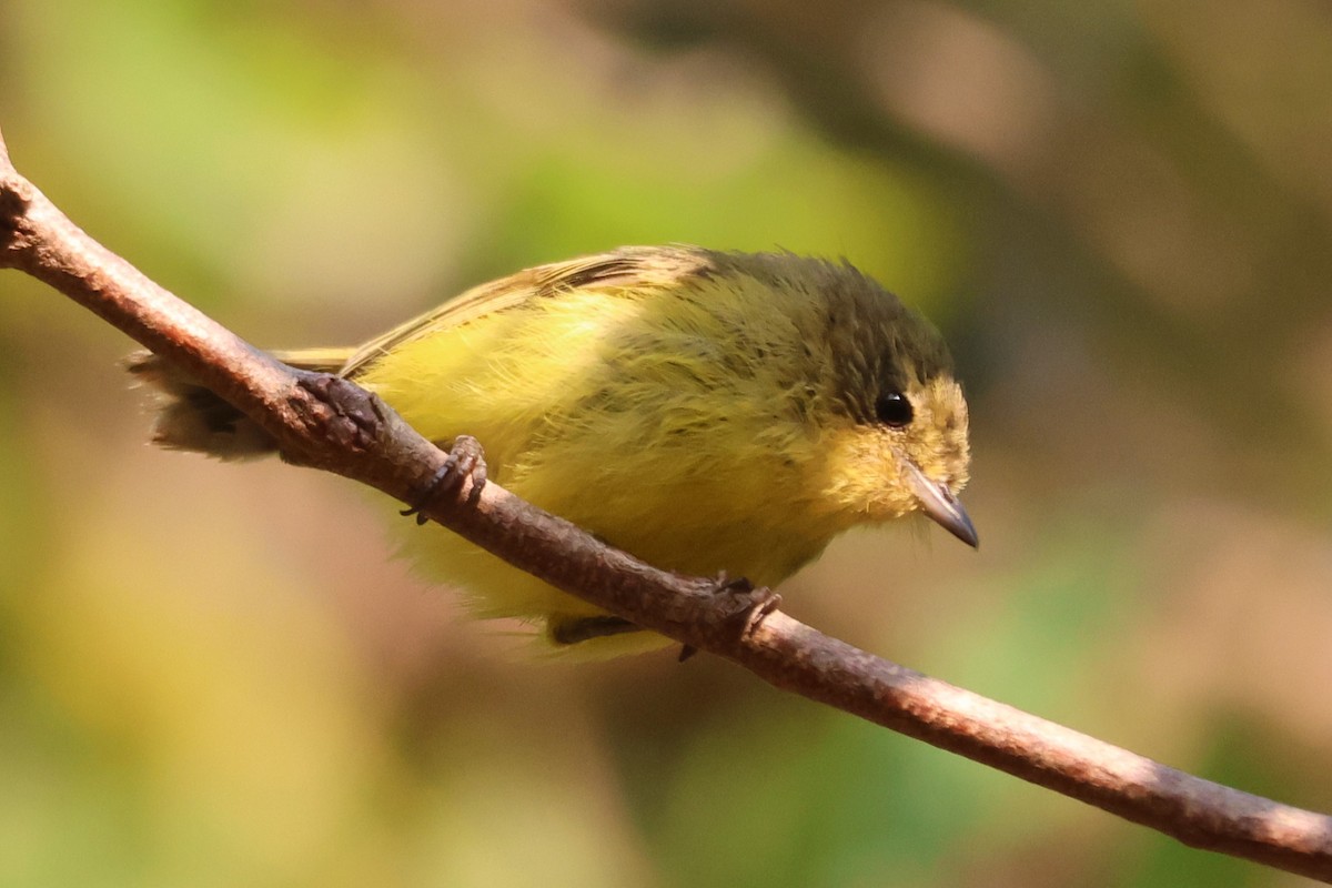 Yellow Thornbill - ML646890266