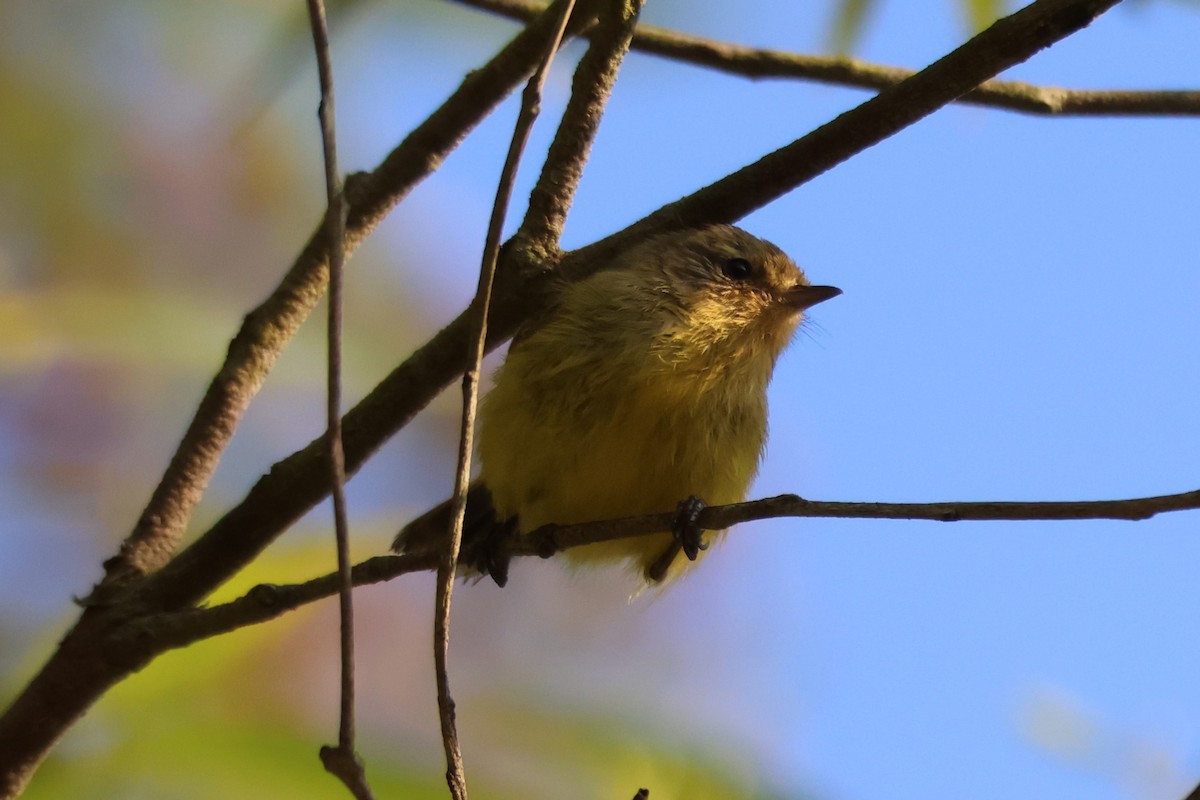 Yellow Thornbill - ML646890267