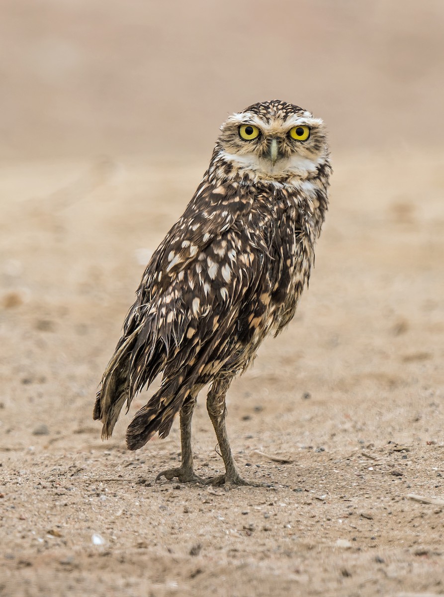 Kaninchenkauz - ML646890268