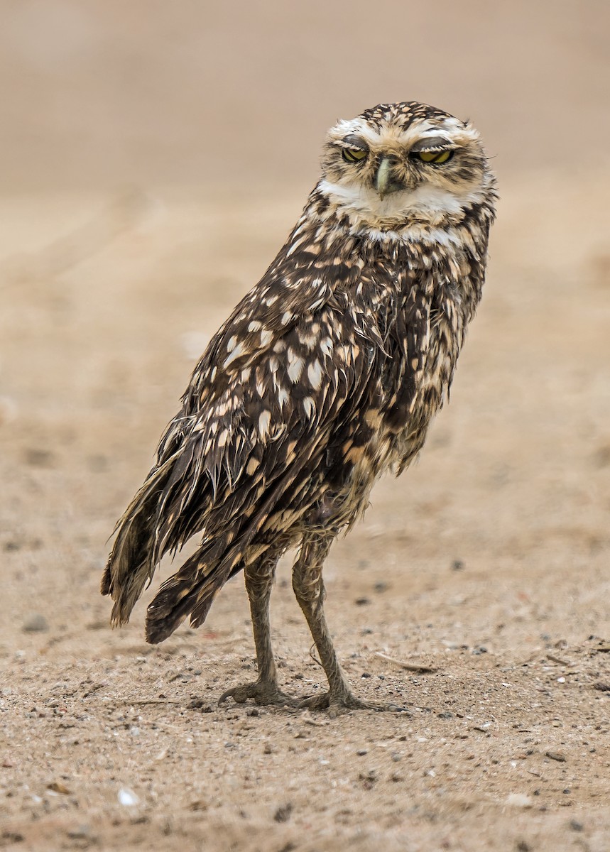Burrowing Owl - ML646890269