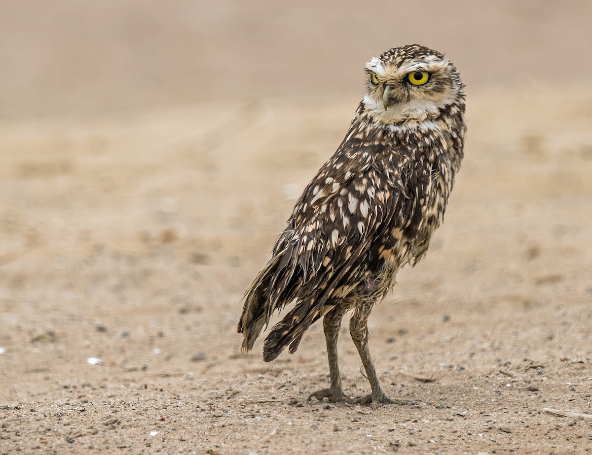 Kaninchenkauz - ML646890270