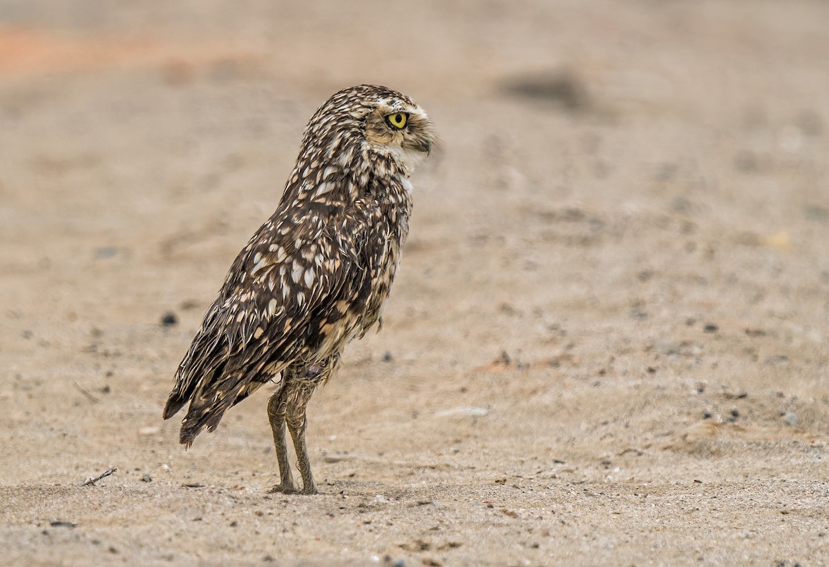 Burrowing Owl - ML646890271