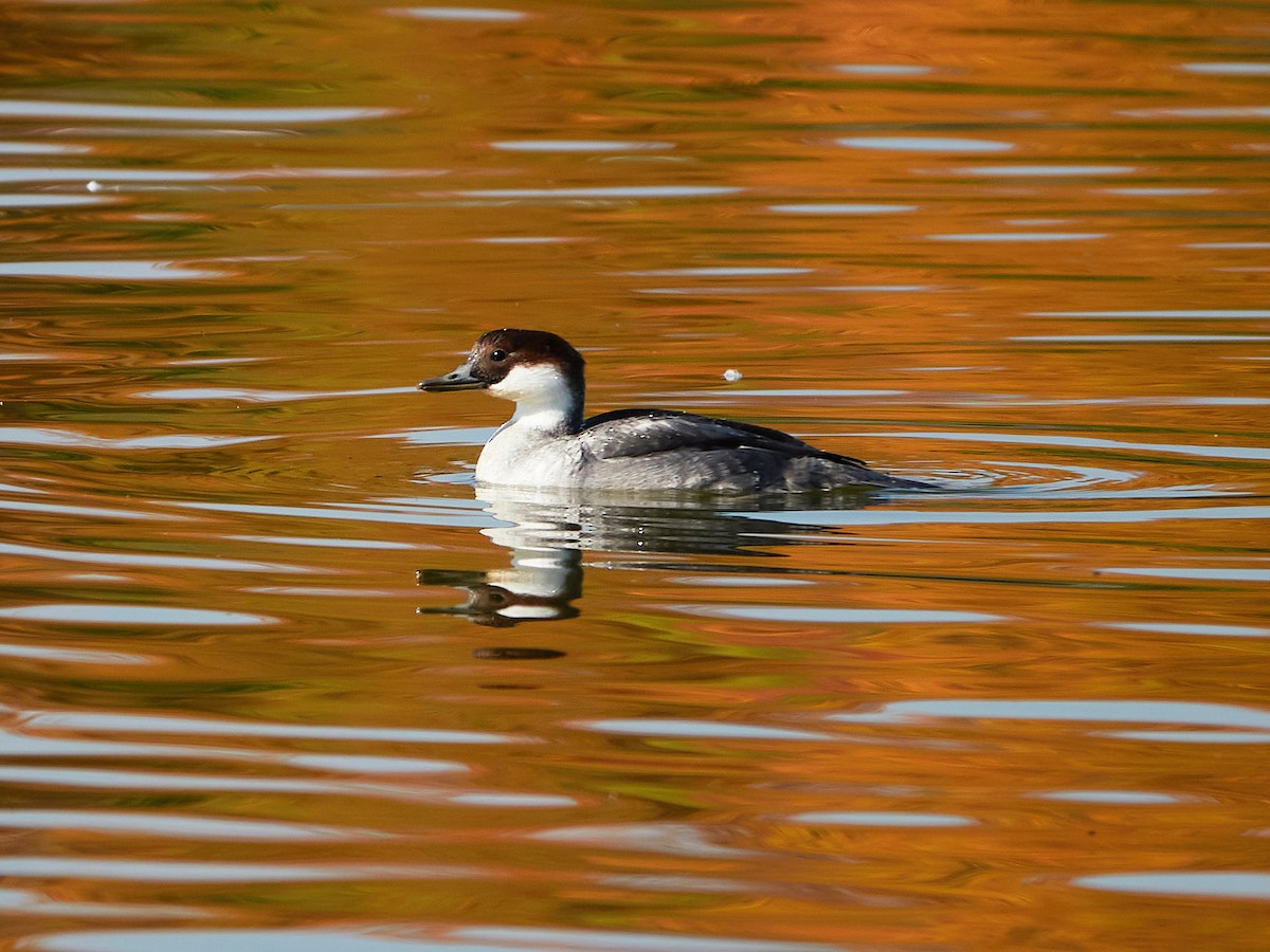 Smew - ML646890273
