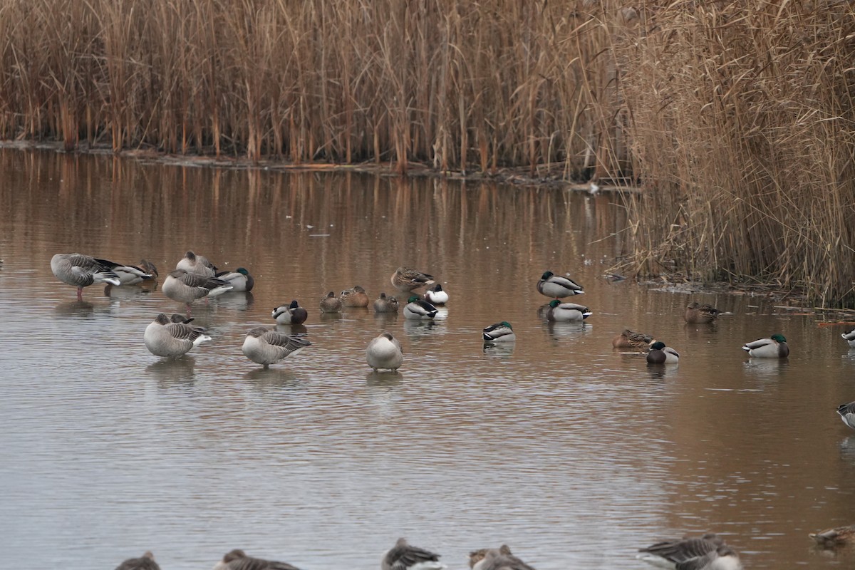 Northern Shoveler - ML646890275