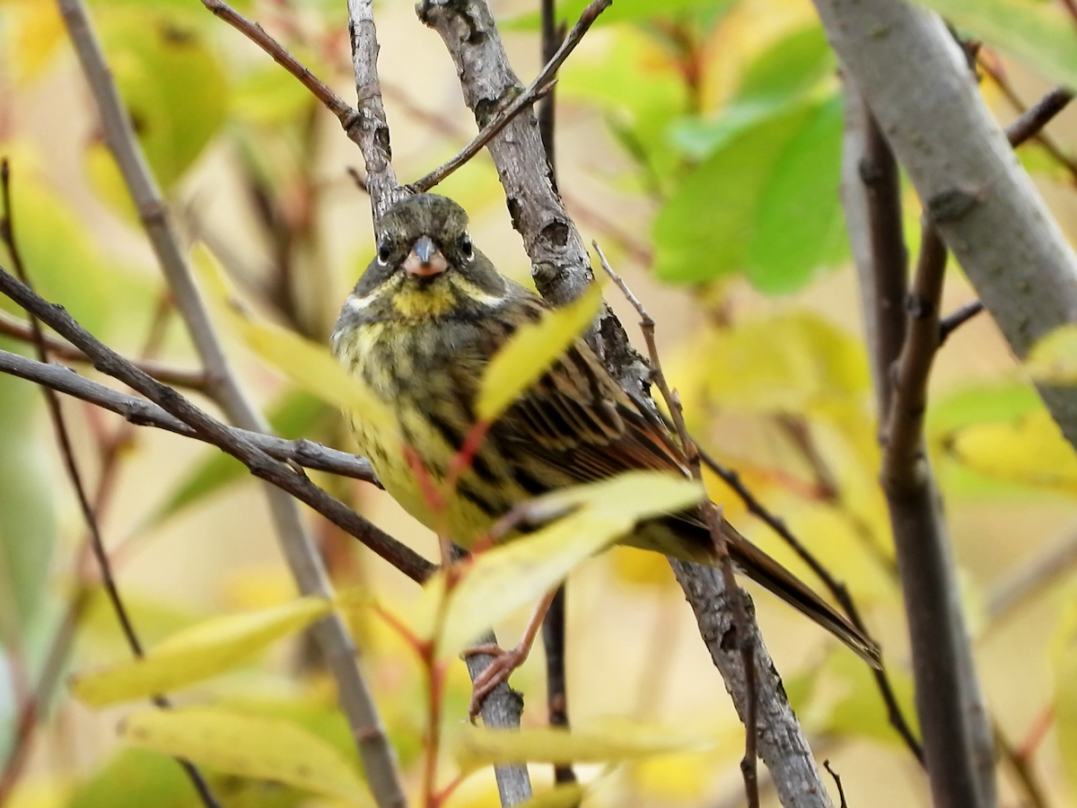 Masked Bunting - ML646890276