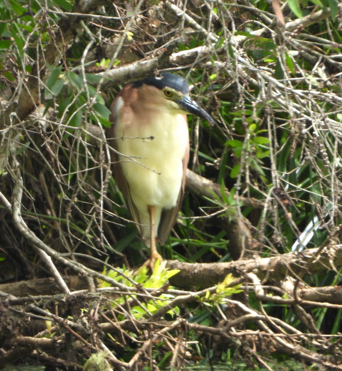 Nankeen Night Heron - ML646890277