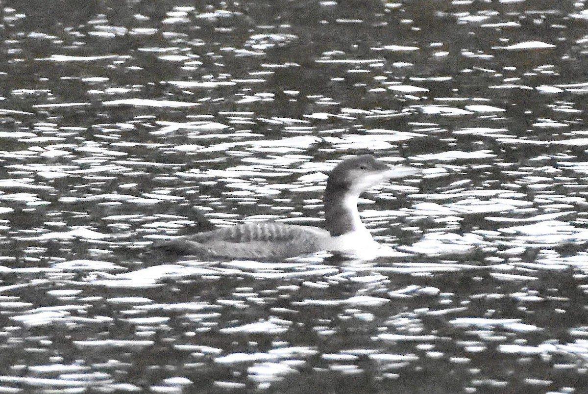 Common Loon - ML646890278