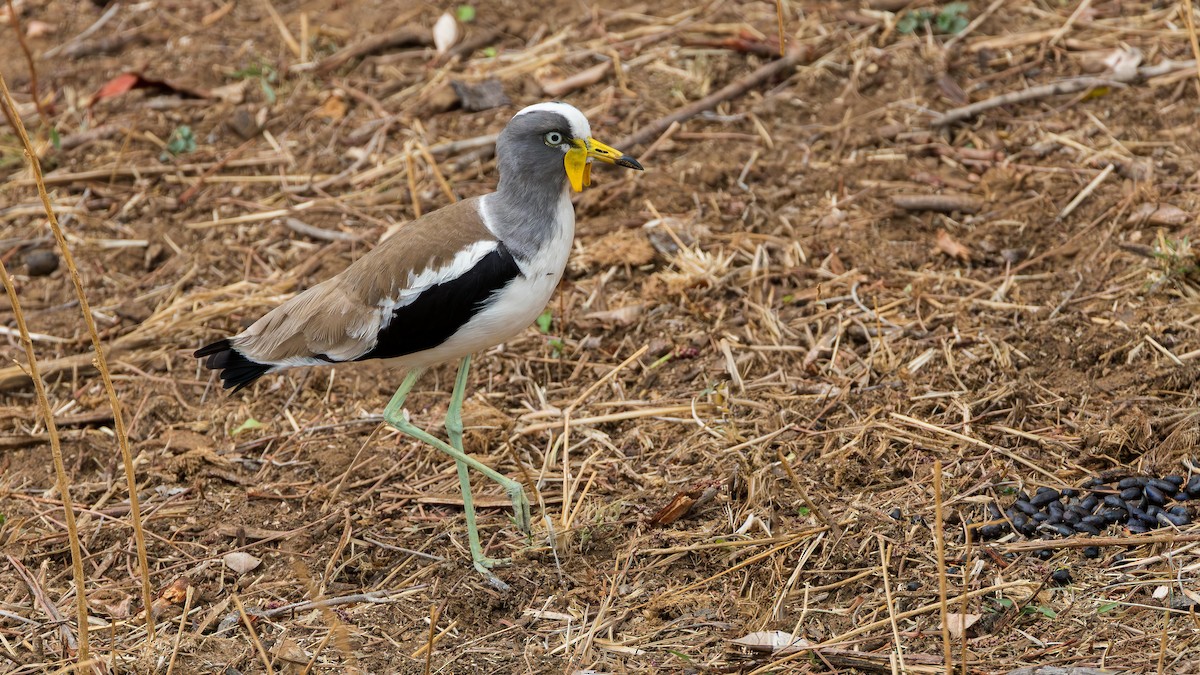 White-crowned Lapwing - ML646890279