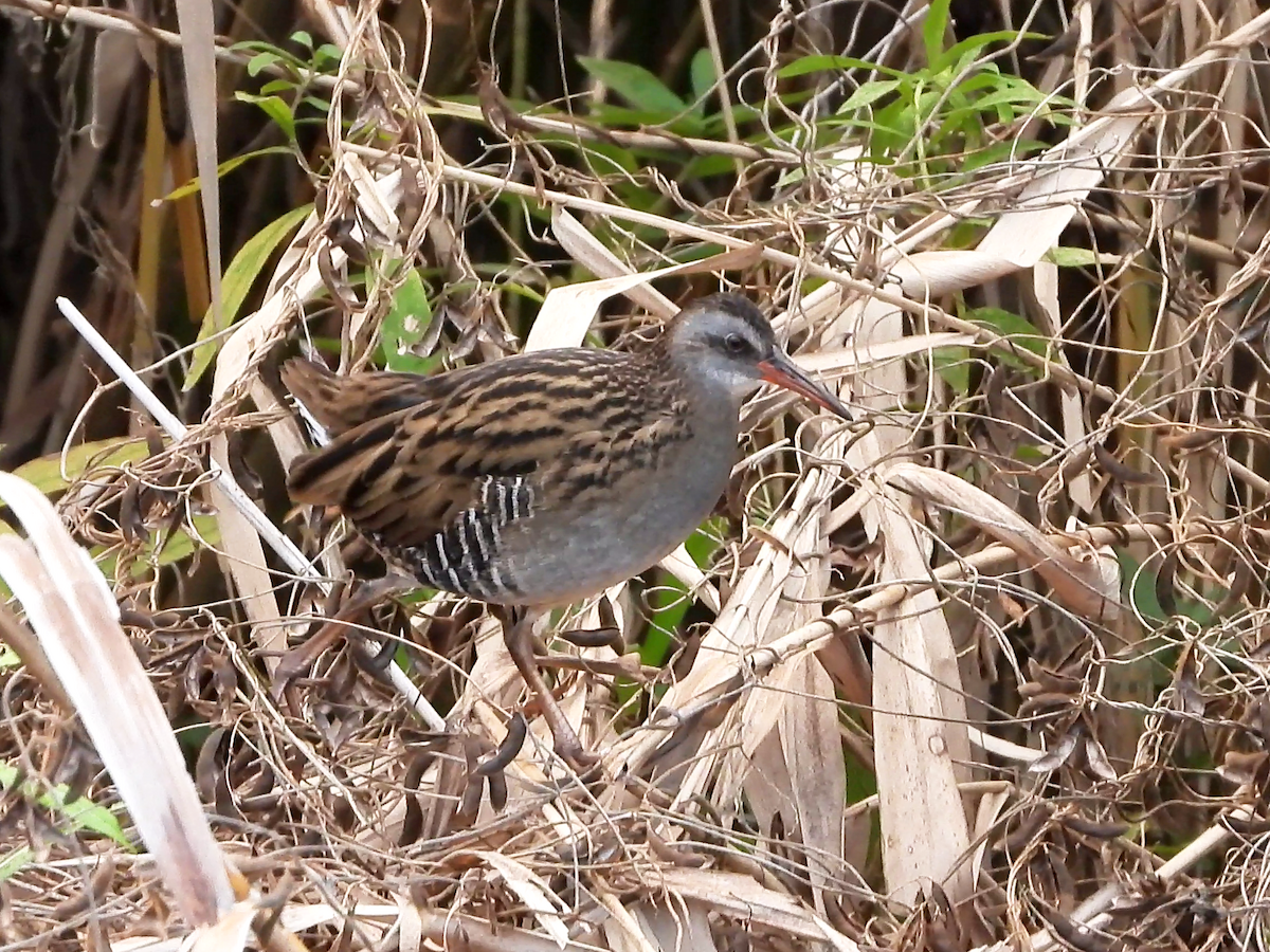 Brown-cheeked Rail - ML646890280