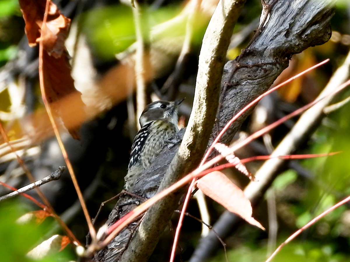 Japanese Pygmy Woodpecker - ML646890284