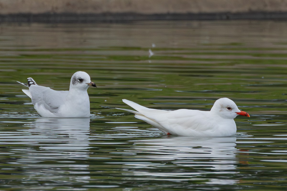 Mediterranean Gull - ML646890293