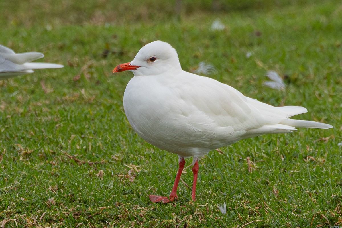 Mediterranean Gull - ML646890294