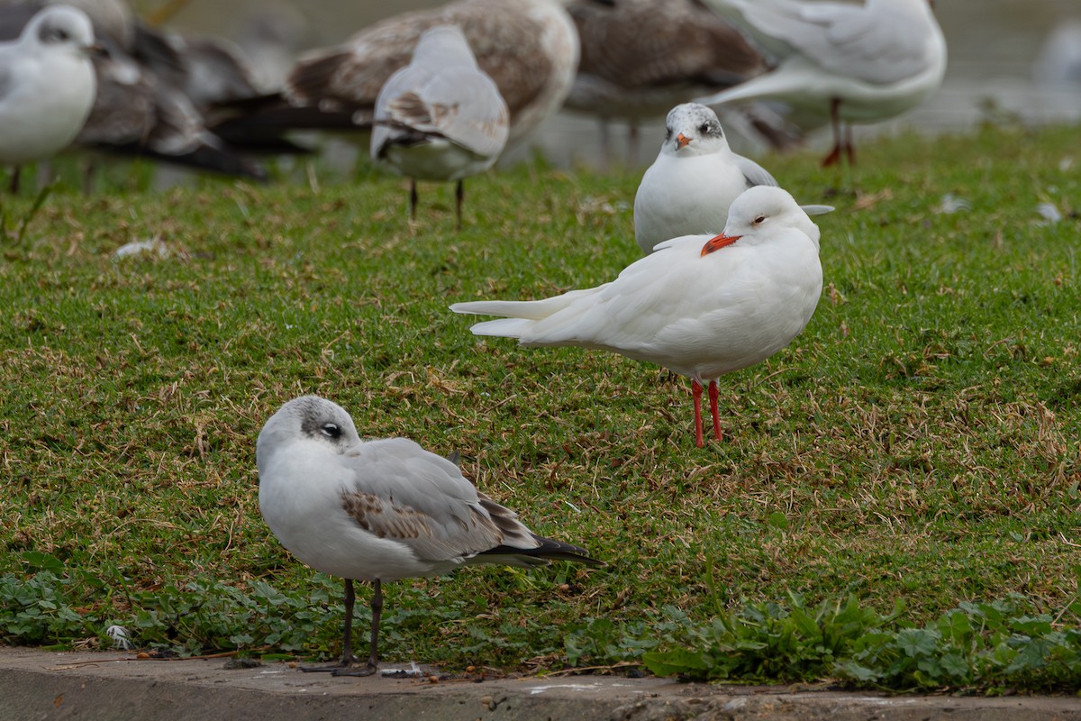 Mediterranean Gull - ML646890295