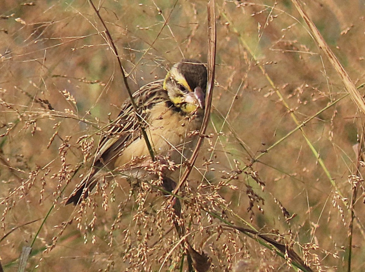 Black-breasted Weaver - ML646890296