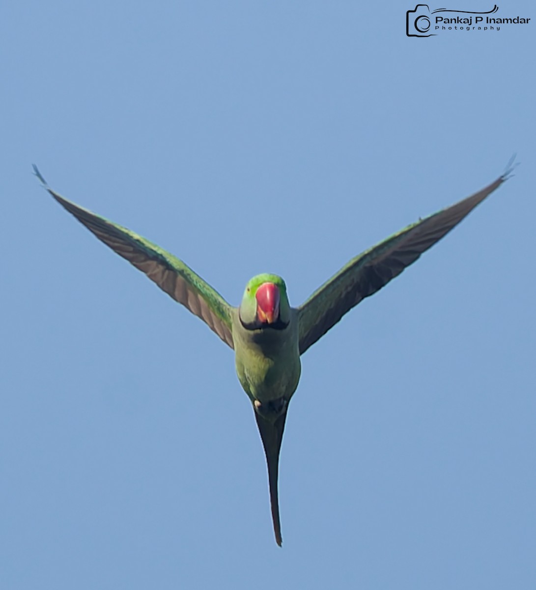 Alexandrine Parakeet - ML646890297