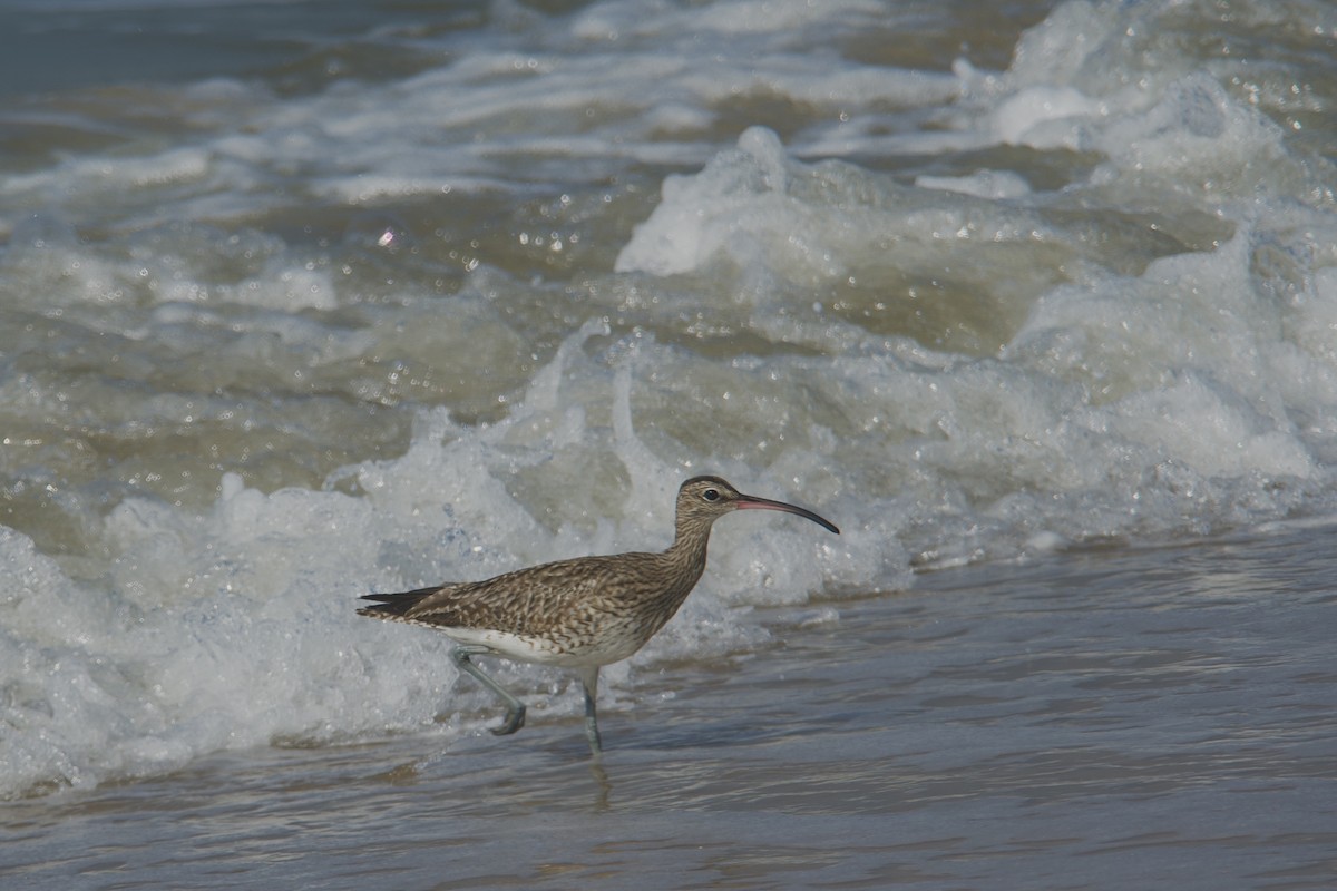Eurasian Whimbrel - ML646890298