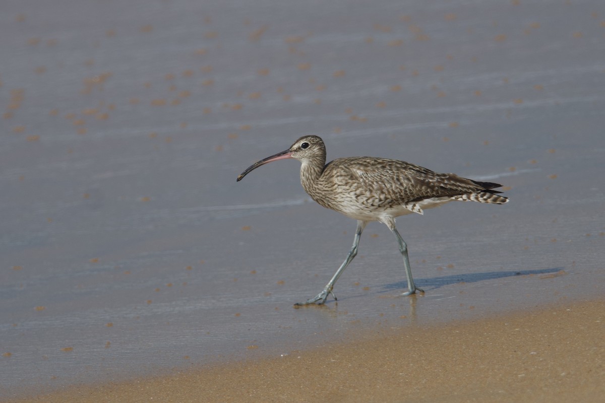 Eurasian Whimbrel - ML646890299